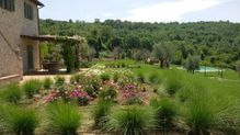 Todi