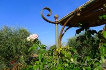 Todi