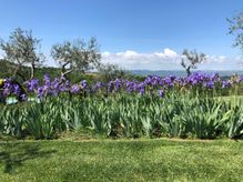 Todi flowers irises