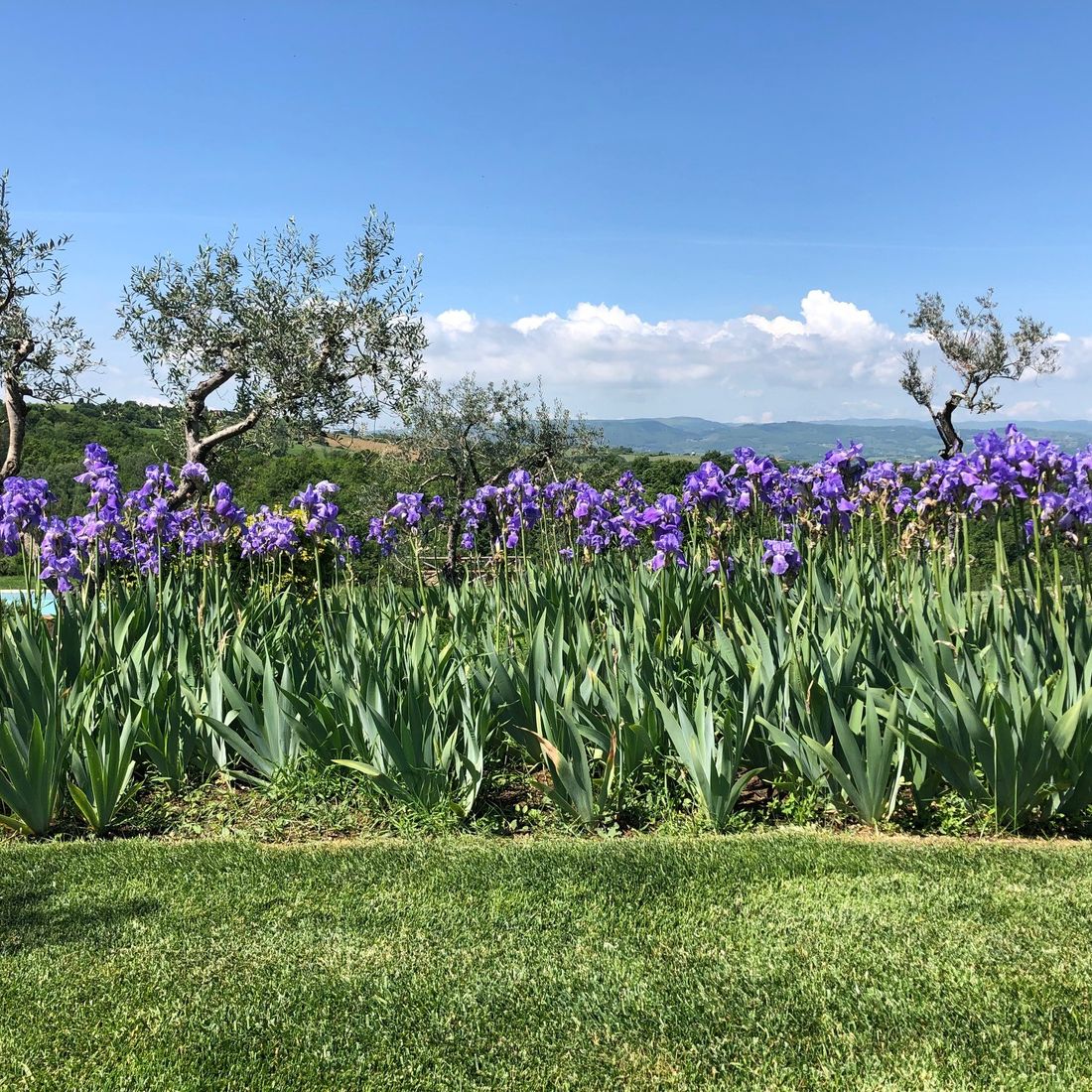 Todi flowers irises