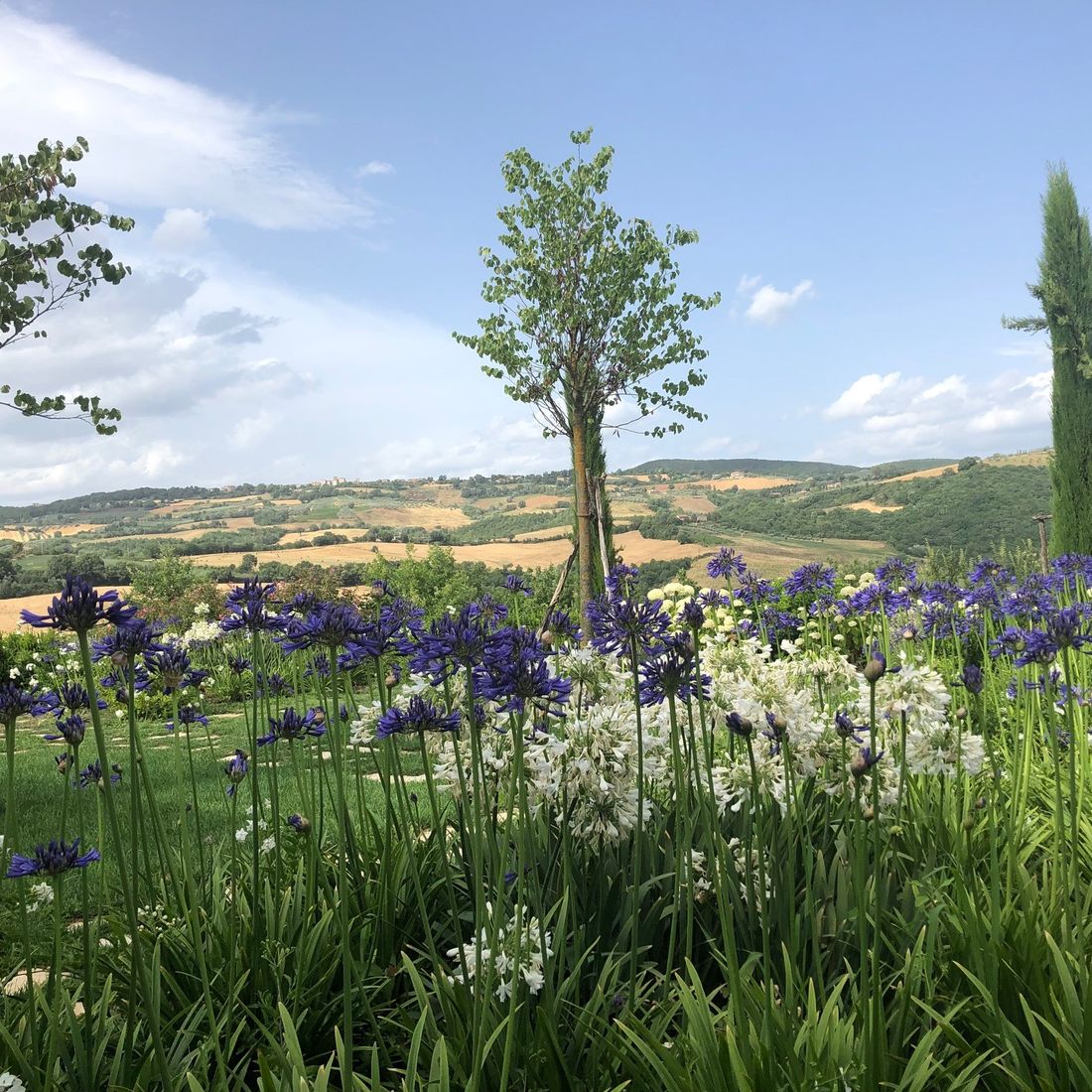 Todi garden